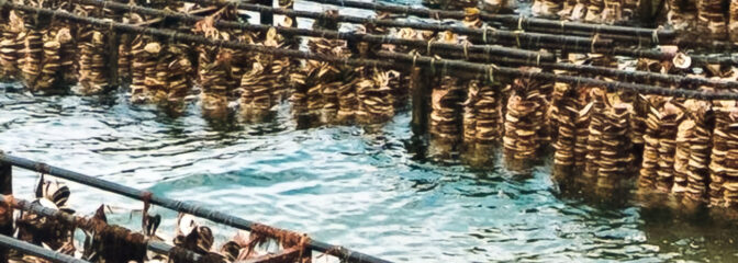 ビタミンやミネラル配合 健康食品 特集