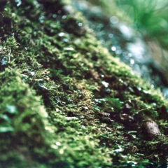 亜鉛を筆頭に牡蠣は日本人が不足しがちな栄養素を補う？【随時更新まとめ記事】