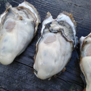 牡蠣を食べられない方にこそ:牡蠣亜鉛サプリのすすめ