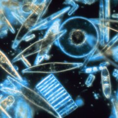 海水中のRNAでプランクトンの「見えない死」を測る｜海の食物網とオキアミを考える