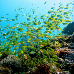 11月3日から「いいさかなの日」――知らない魚に出会う“魅了ギョWEEK”