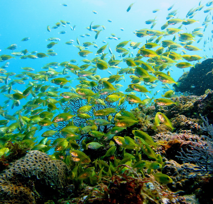 海中を群れで泳ぐアイゴの幼魚